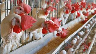 trabajo en una granja inglesa